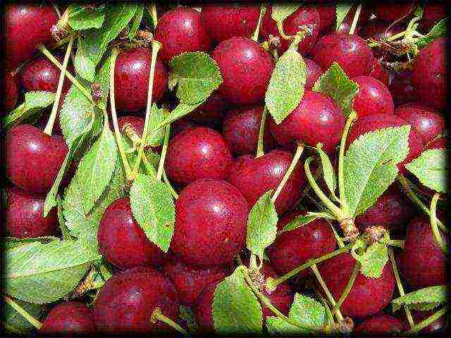 which varieties of cherries are better