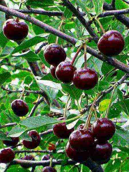 which varieties of cherries are better