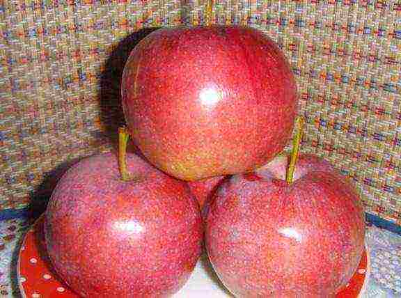 what varieties of apple trees are good