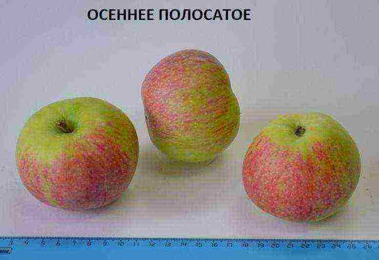 what varieties of apple trees are good