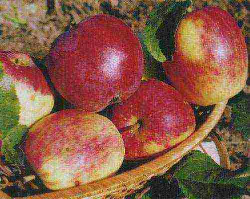 what varieties of apple trees are good