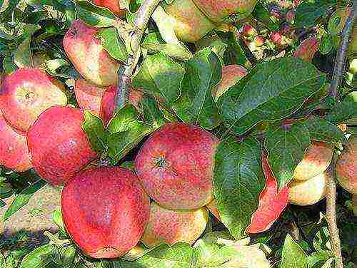 what varieties of apple trees are good