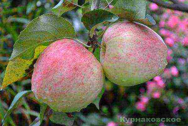 what varieties of apple trees are good