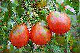 what fertilizers to apply when planting tomatoes in the open field