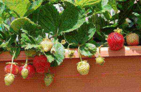 what berries can be grown at home