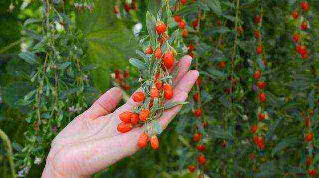 what southern trees can be grown in the middle lane