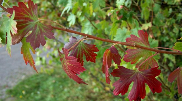 what southern trees can be grown in the middle lane