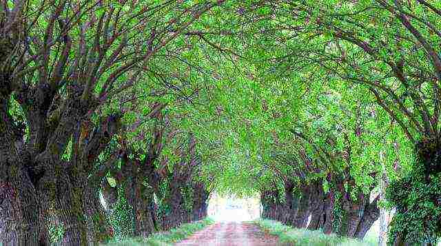 what southern trees can be grown in the middle lane