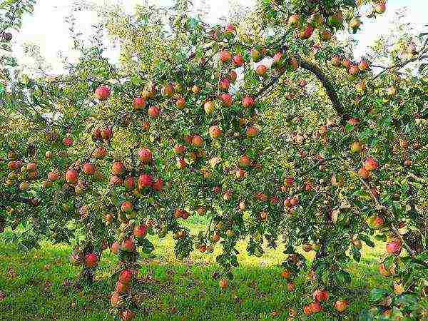 what southern trees can be grown in the middle lane