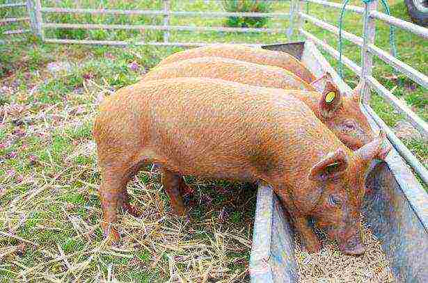 what piglets are best to grow at home