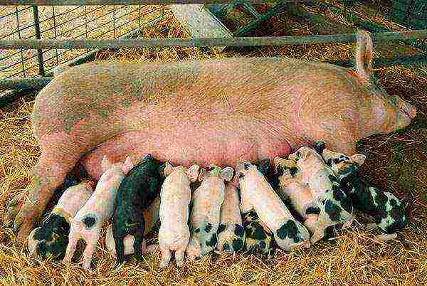 what piglets are best to grow at home