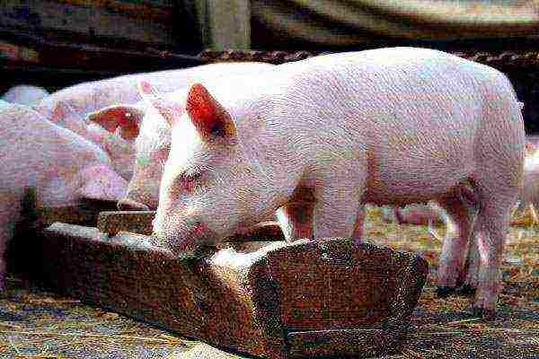 what piglets are best to grow at home