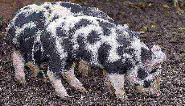 what piglets are best to grow at home