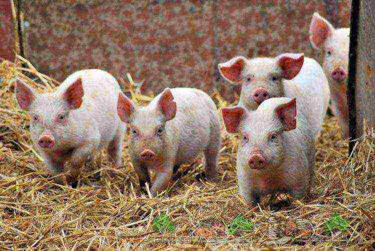 which pigs are more profitable to raise in the household