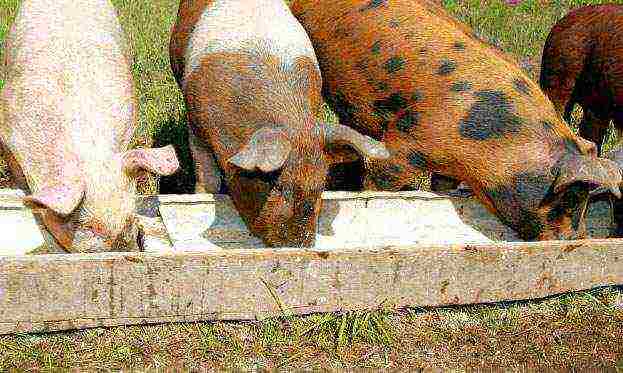 which pigs are more profitable to raise in the household