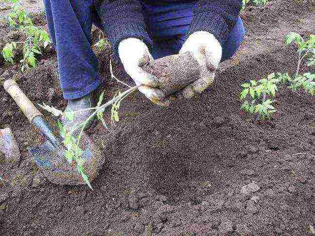 what fertilizer to apply when planting a tomato in open ground