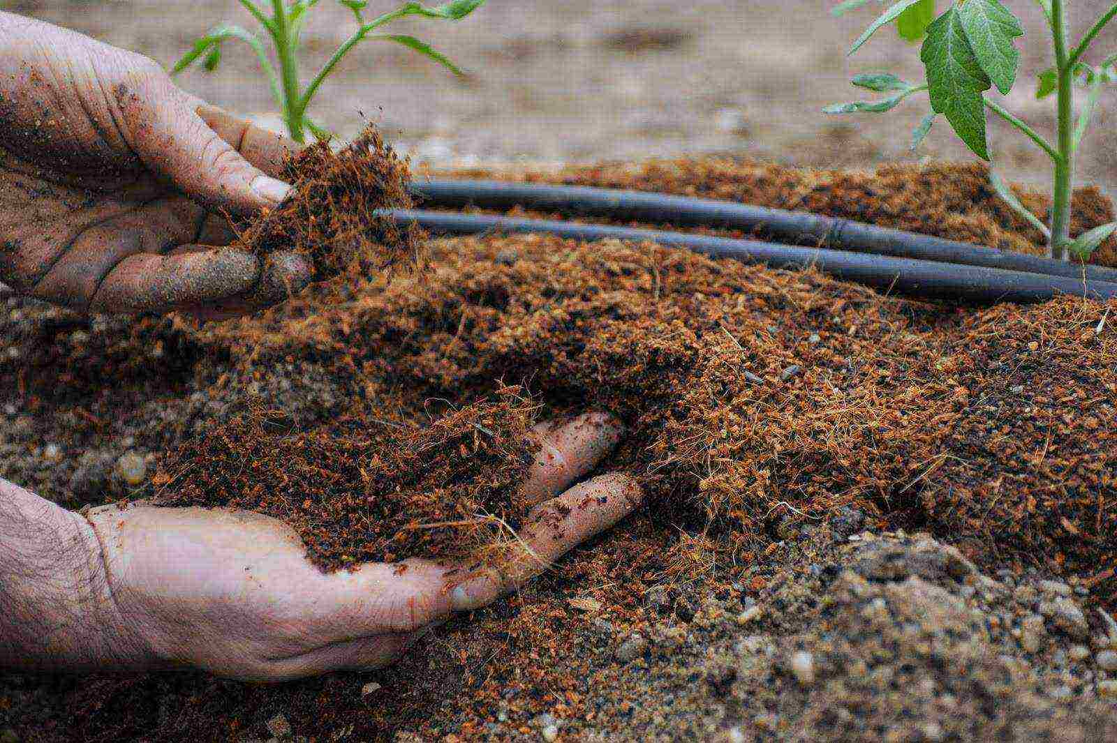 what fertilizer to apply when planting a tomato in open ground