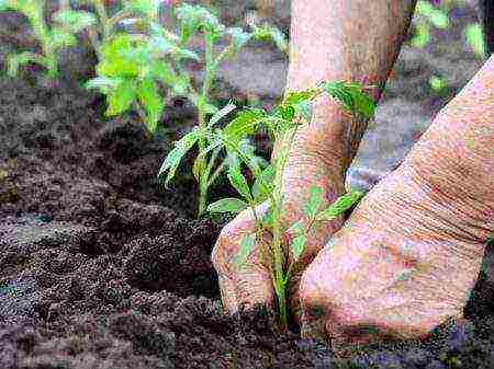 what fertilizer to apply when planting a tomato in open ground