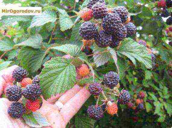 what a good variety of raspberries