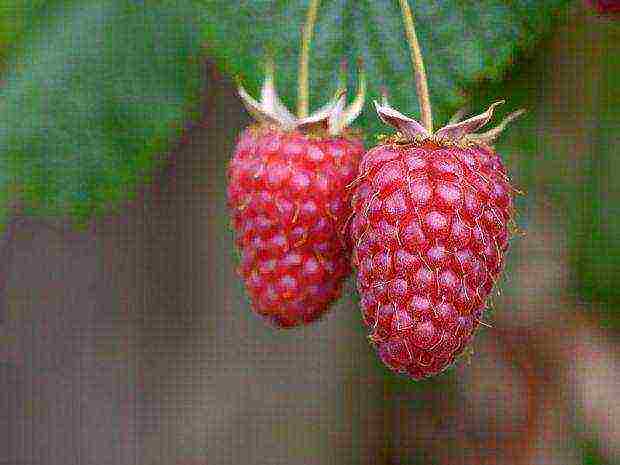 what a good variety of raspberries