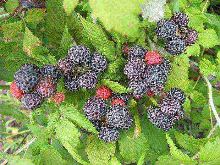 what a good variety of raspberries