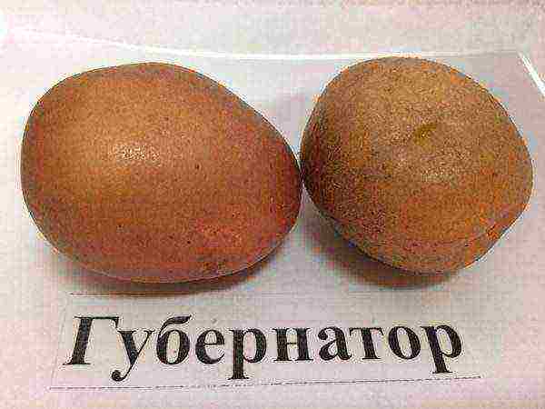 what potatoes to grow in the Sverdlovsk region