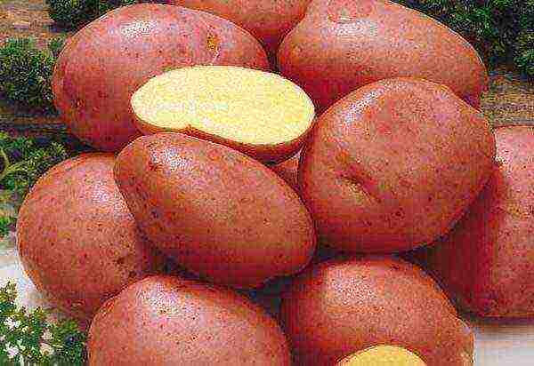 what potatoes to grow in the Sverdlovsk region