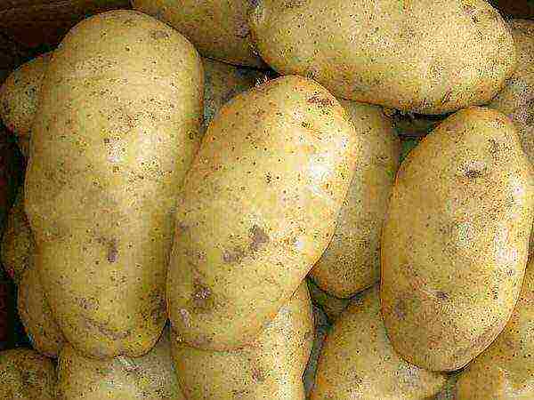 what potatoes to grow in the Sverdlovsk region