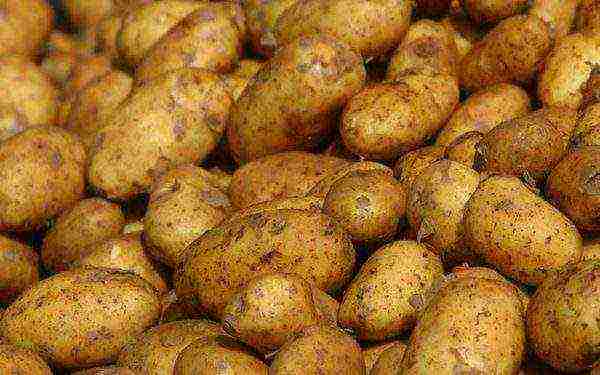 what potatoes to grow in the Sverdlovsk region