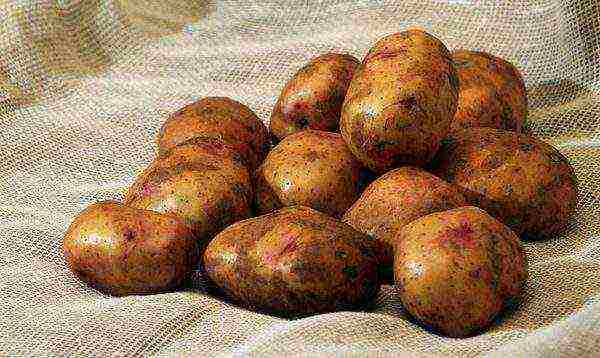 what potatoes to grow in the Sverdlovsk region