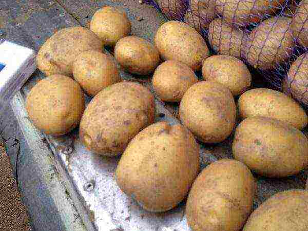 what potatoes to grow in the Sverdlovsk region