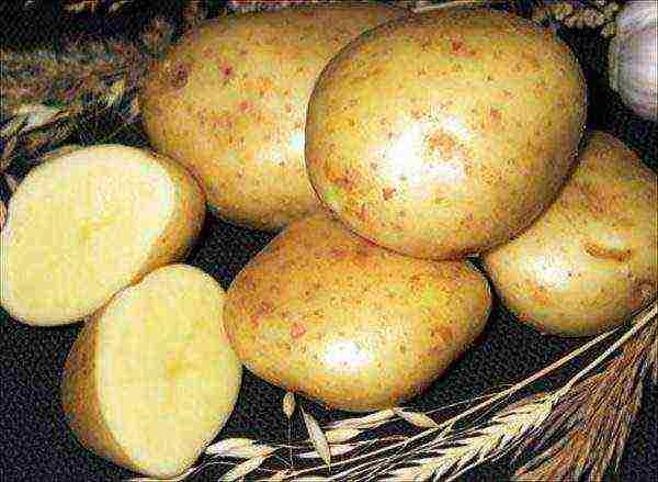 what potatoes to grow in the Sverdlovsk region