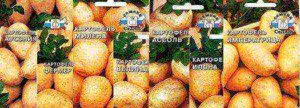 what potatoes to grow in the Sverdlovsk region