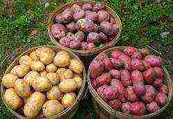 what potatoes to grow in the Sverdlovsk region