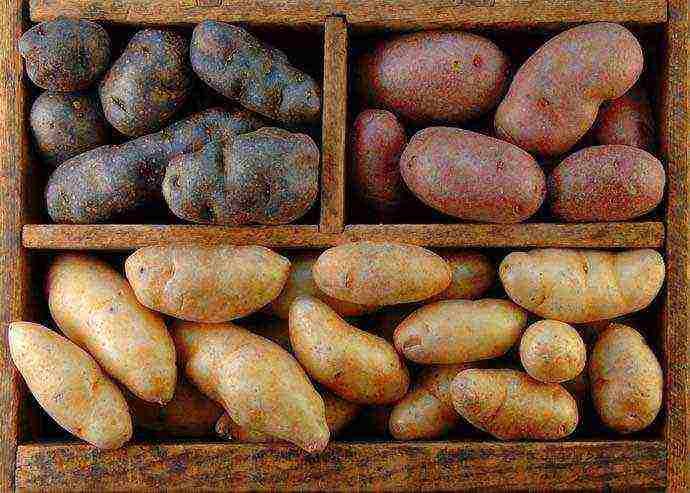 what potatoes to grow in the Sverdlovsk region