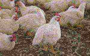which cross broilers to choose for meat to grow at home