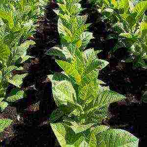 which smoking tobacco is better to grow for smoking