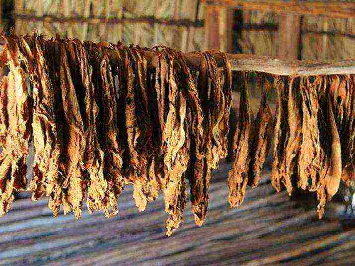 which smoking tobacco is better to grow for smoking