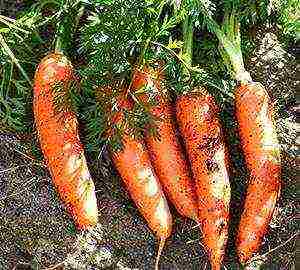 which is the best variety of carrots