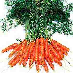 which is the best variety of carrots