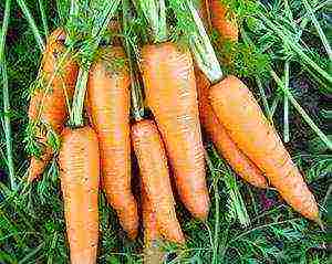 which is the best variety of carrots