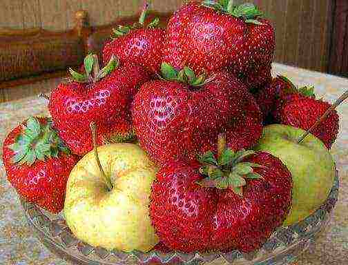 what's the best strawberry variety