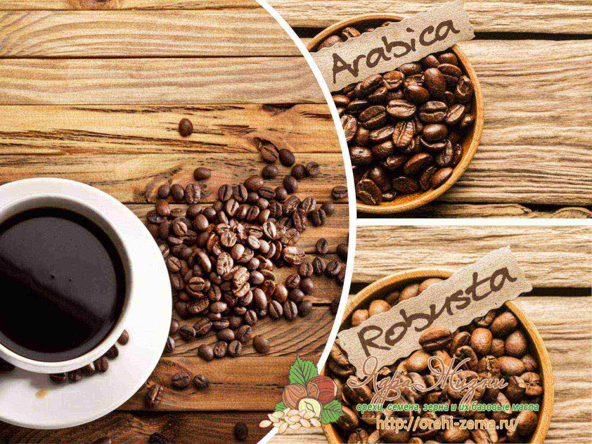 what is the best sort of coffee