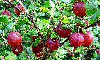 what is the best gooseberry variety