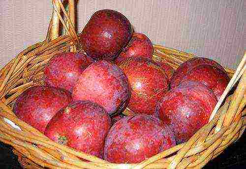 what is the best variety of apples