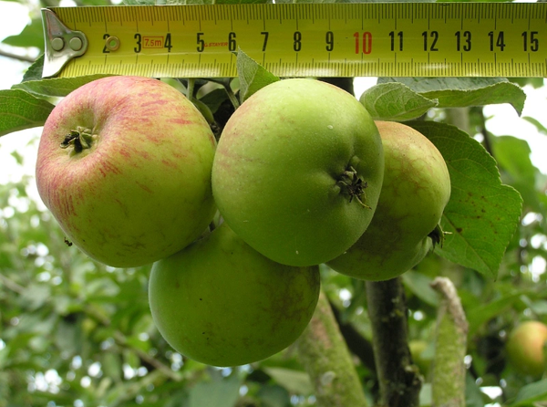 what is the best variety of apples