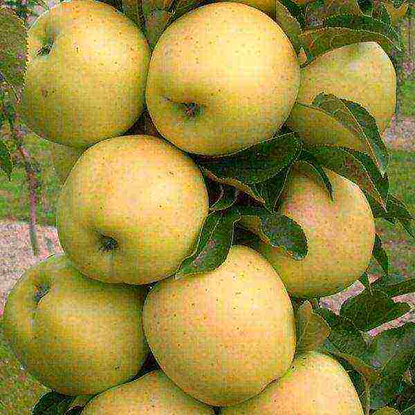 what is the best variety of apples