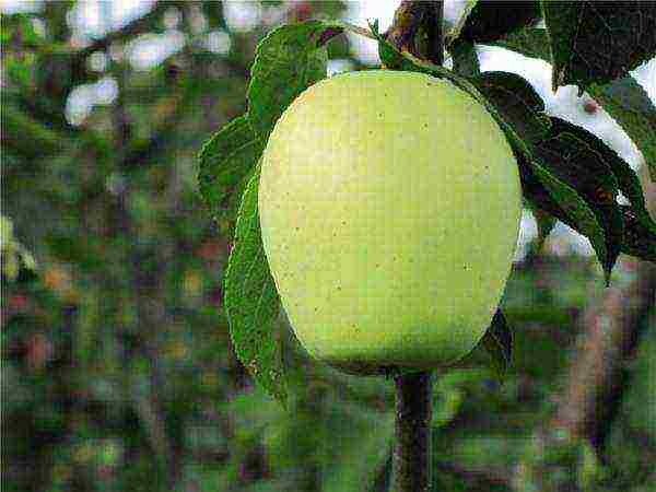 what is the best variety of apples