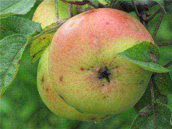 what is the best variety of apples