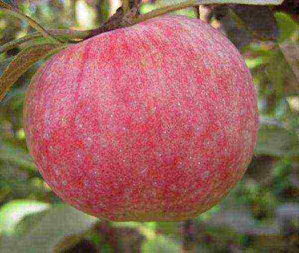 what is the best apple variety